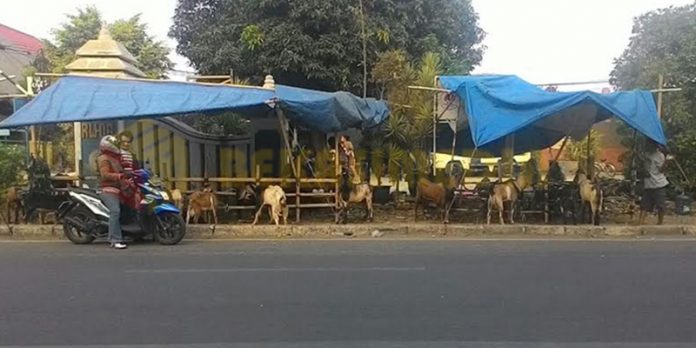 Dilarang Jual Hewan Kurban di Margonda