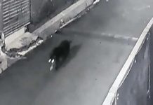 Terekam CCTV, Diduga Babi Ngepet Berkeliaran di Pemukiman Warga