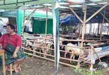 Penjual Hewan Kurban Raup Untung Besar