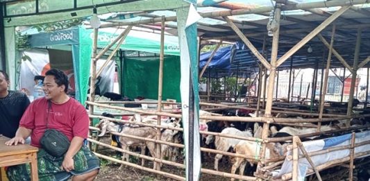 Penjual Hewan Kurban Raup Untung Besar