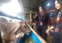 Permintaan Tinggi, Penjualan Hewan Kurban di Lapak H. Doni Alami Lonjakan