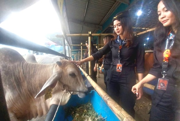 Permintaan Tinggi, Penjualan Hewan Kurban di Lapak H. Doni Alami Lonjakan