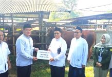 Terima Sapi Limosin dari Prabowo, DKM Masjid Annasul Hadi Sawangan Tak Henti Ucap Rasa Syukur