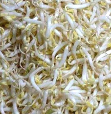 Harganya Meroket Toge Menghilang di Pasaran, Pedagang Ketoprak Menjerit