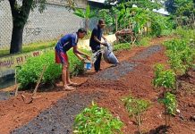 Warga RW 07 Tanah Baru Ubah Kawasan Kumuh dan Horor jadi Lahan Pertanian