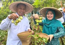 Wali Kota dan Cing Ikah Panen Sayur Mayur di Kebun KWT Angsana