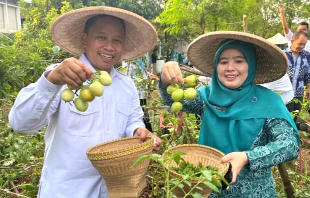 Wali Kota dan Cing Ikah Panen Sayur Mayur di Kebun KWT Angsana